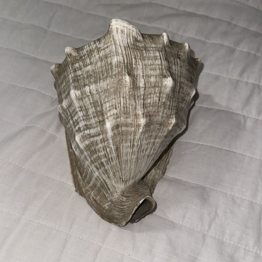 Large Ocean Shell - Picture 4 of 6